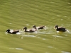 prim_tab_2012-08-28_134.jpg