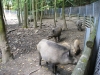 033_prim_tab-12-07-2011.jpg