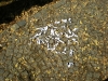 175_prim_tab-15-07-2011.jpg