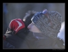 Semmering_2008-12014.jpg