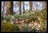 169-r-akce_pravila2009-04-03-05.jpg