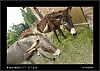 028_wild-west_27-07.jpg