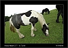 043_wild-west_27-07.jpg