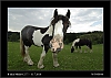 044_wild-west_27-07.jpg