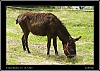 080_wild-west_28-07.jpg