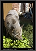 128_wild-west_30-07.jpg