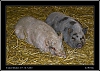 135_wild-west_30-07.jpg