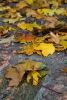 007_vyletsk_16-10-10.jpg