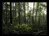 Bukovky2008_065.jpg