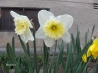 049-Svatopluk-Narcis.jpg