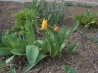 050-SvatoplukTulipan.jpg