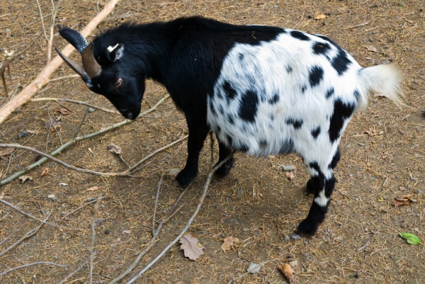 Klikněte pro zobrazení původního (velkého) obrázku