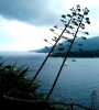 2010-03-20-21_VZSSST79-cassia_P5310116.jpg