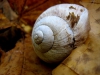 2010-03-20-21_VZSSST83-regi.jpg