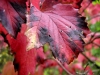 2010-03-20-21_VZSSST84-regi.jpg