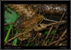 056_tabor-sk_07-07-2010.jpg