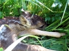 27-roadtrip_tabor-22-05-2011.jpg