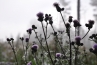 DSC_186~1.jpg
