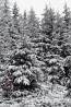 DSC_2052.jpg