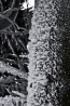 DSC_2093.jpg