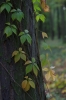 IMGP0199.JPG